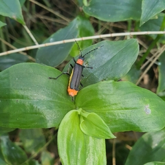 Chauliognathus tricolor