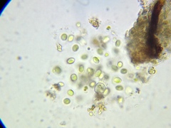 Coccomyxa