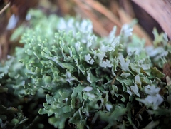 Cladonia apodocarpa