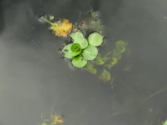 Ludwigia hexapetala