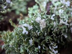 Cladonia apodocarpa