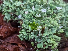 Cladonia apodocarpa