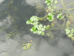 Ludwigia hexapetala