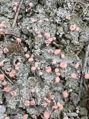 Dibaeis baeomyces