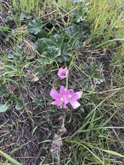 Sidalcea malviflora