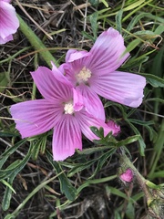 Sidalcea malviflora
