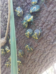 Commius elegans