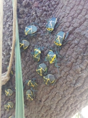 Commius elegans