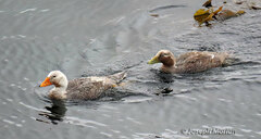Tachyeres brachypterus