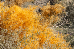 Cuscuta psorothamnensis