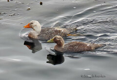 Tachyeres brachypterus