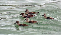 Tachyeres brachypterus