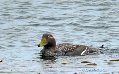 Tachyeres brachypterus