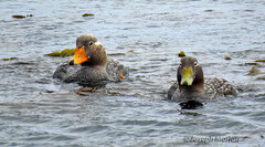 Tachyeres brachypterus