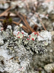 Cladonia pleurota