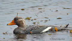 Tachyeres brachypterus
