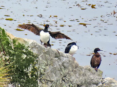 Leucocarbo magellanicus