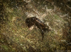 Catagogus diorymerus