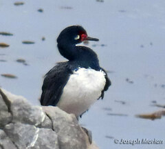 Leucocarbo magellanicus