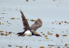 Leucocarbo magellanicus