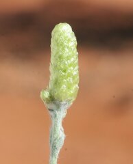 Angianthus tomentosus