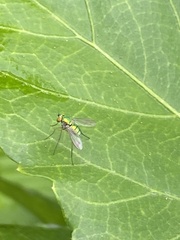 Chrysosoma globiferum