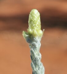 Angianthus tomentosus