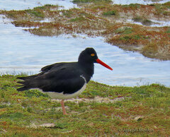 Haematopus leucopodus