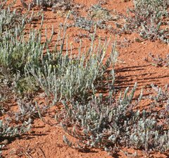 Angianthus tomentosus