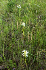 Platanthera praeclara