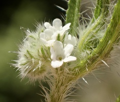 Cryptantha microstachys