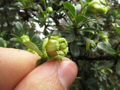 Escallonia myrtilloides