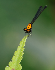 Prodasineura dorsalis