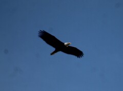 Haliaeetus leucocephalus