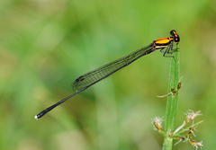 Prodasineura dorsalis