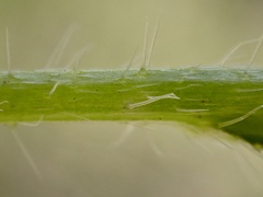 Cryptantha microstachys
