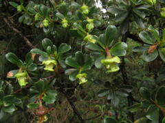 Escallonia myrtilloides