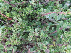Baccharis magellanica