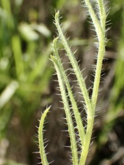 Cryptantha microstachys