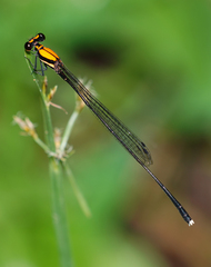 Prodasineura dorsalis