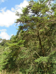Escallonia myrtilloides
