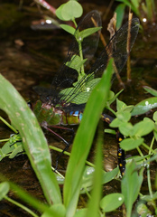 Anax panybeus