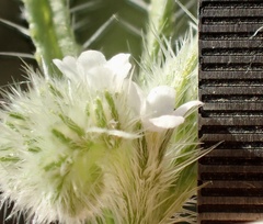 Cryptantha microstachys