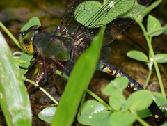 Anax panybeus