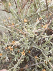 Cyclolepis genistoides