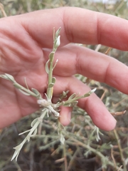 Cyclolepis genistoides