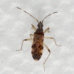 Ozophora picturata
