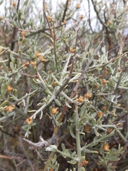 Cyclolepis genistoides