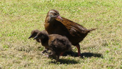 Gallirallus australis