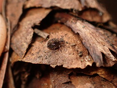 Dicyrtomidae